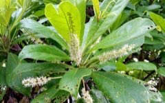 Terminalia ivorensis Black Afara